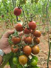 Picture of CHERRY TOMATO CHOCOLATE 777 - 20 seeds/package