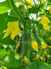 Picture of Baby cucumber - INNO 388 - 100 seeds/ package