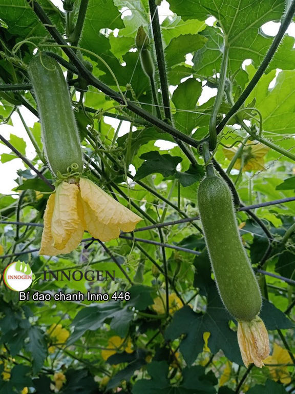 Picture of Wax gourd INNO 446