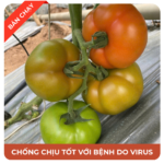 Ca chua Inno Osirisa 369_3