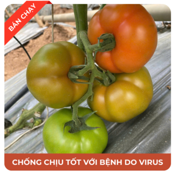 Cà chua beef Inno Osirisa 369, chống chịu virus tốt, đậu trái đều