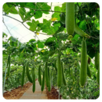 Hạt giống mướp hương Inno 222