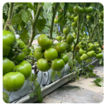 Inno T-Rex 079 Beef Tomato Seeds