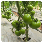 Osirisa beef tomato seeds