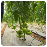 Osirisa beef tomato seeds