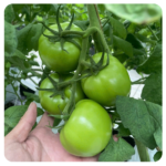 Osirisa beef tomato seeds