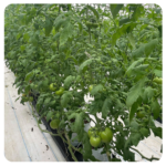 Osirisa beef tomato seeds