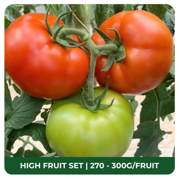 Inno T-Rex 079 beef tomato seeds, easy fruit set, large firm fruits 270–320 g