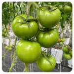 Inno T-Rex 079 Beef Tomato Seeds