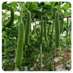 Hạt giống mướp hương Inno 222