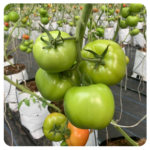 Inno T-Rex 079 Beef Tomato Seeds