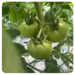 Inno T-Rex 079 Beef Tomato Seeds