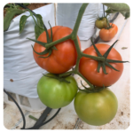 Inno T-Rex 079 Beef Tomato Seeds