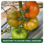 Inno Osirisa 369 beef tomato seeds with strong virus resistance and uniform fruits